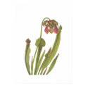 Carnivorous Plant - Sarracenia catesbaei posters