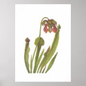 Carnivorous Plant - Sarracenia catesbaei posters