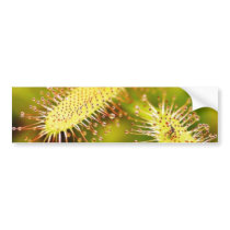 Carnivorous Plants bumper stickers