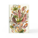 Carnivorous Plants Card