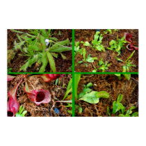 Carnivorous Plants posters