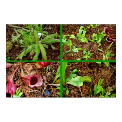 Carnivorous Plants Posters by almedic104