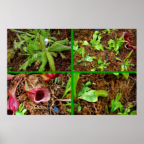 Carnivorous Plants Posters