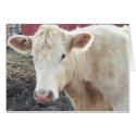 Carole’s Cow cards by breadandbutter Carole’s Cow cards
