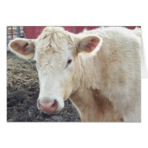 Carole’s Cow cards by breadandbutter Carole’s Cow cards