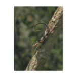 Carolina Anole Lizard Postcard