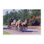 CAROLINA  CARRIAGE
