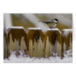 Carolina Chickadee cards