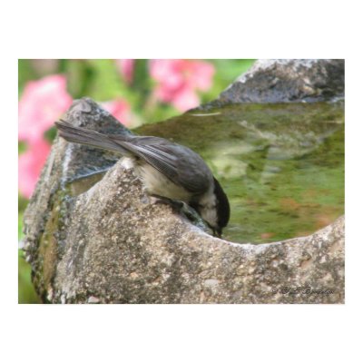 Carolina Chickadee Drinks print