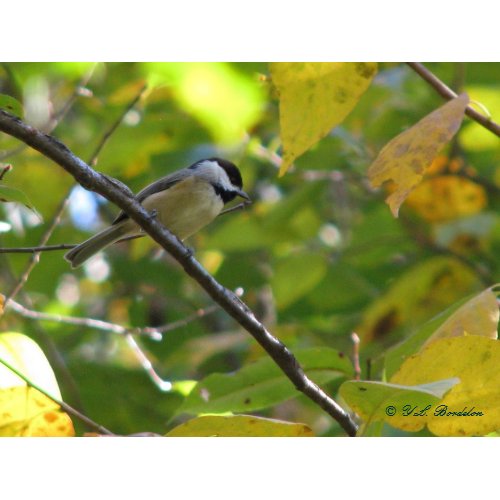 Carolina Chickadee in Silverbell print
