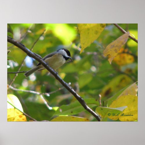 Carolina Chickadee in Silverbell print