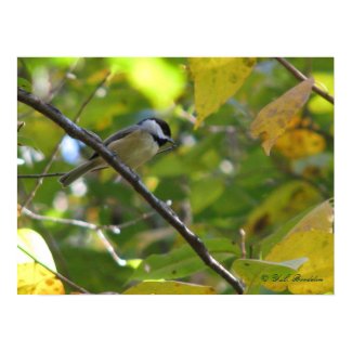 Carolina Chickadee in Silverbell print