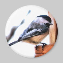 Carolina chickadee magnets by wandalechene Carolina chickadee magnets