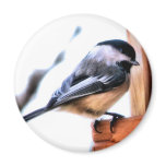 Carolina chickadee magnets