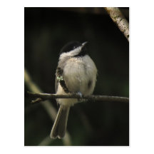 Carolina Chickadee Picture Postcard