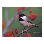 Carolina Chickadee Post Cards