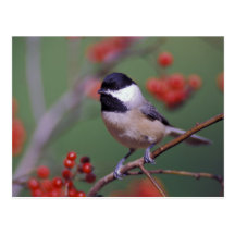 Carolina Chickadee Post Cards