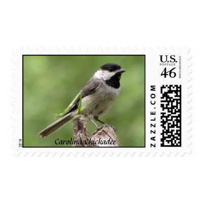 Carolina Chickadee Postage by naturegirl7