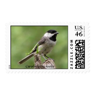 Carolina Chickadee Postage stamp