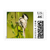 Carolina Chickadee Postage Stamps