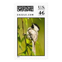 Carolina Chickadee Postage Stamps