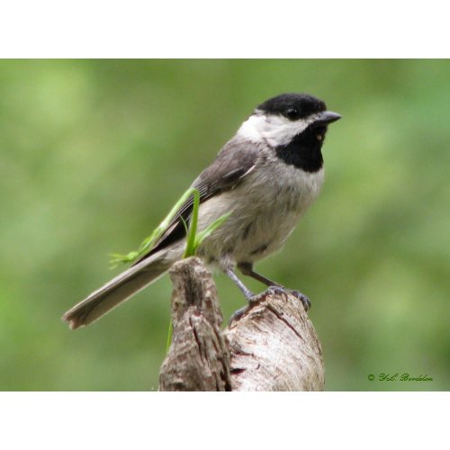 Carolina Chickadee print