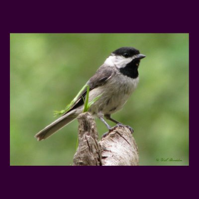 Carolina Chickadee Poster by naturegirl7