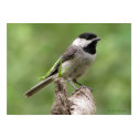 Carolina Chickadee posters