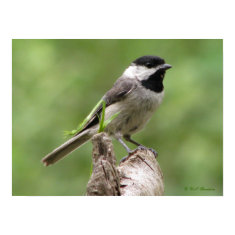Carolina Chickadee print