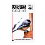 Carolina chickadee, wandalechenephotography.com postage