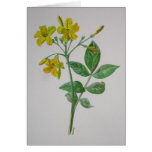 Carolina Jasmine Greeting Cards