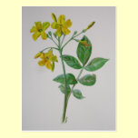Carolina Jasmine postcards