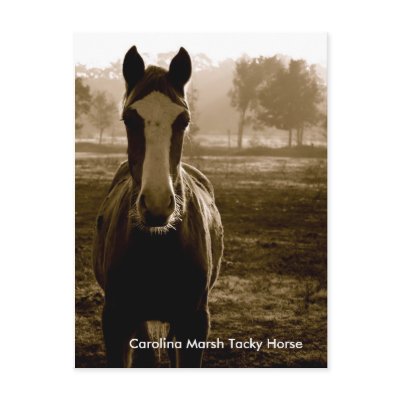 Carolina Marsh Tacky Horse Postcards by lctxgirl23