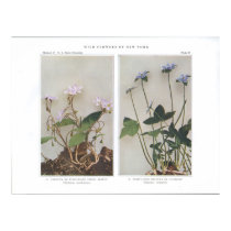 Carolina or Wide-Leaved Spring Beauty posters