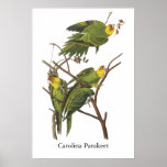 Carolina Parakeet, John Audubon Posters
