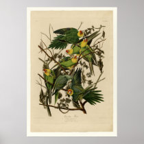 Carolina Parrot Posters