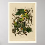 Carolina Parrot Posters