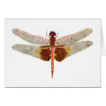 Carolina Saddlebags Dragonfly Greeting Cards
