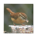 Carolina Wren magnets