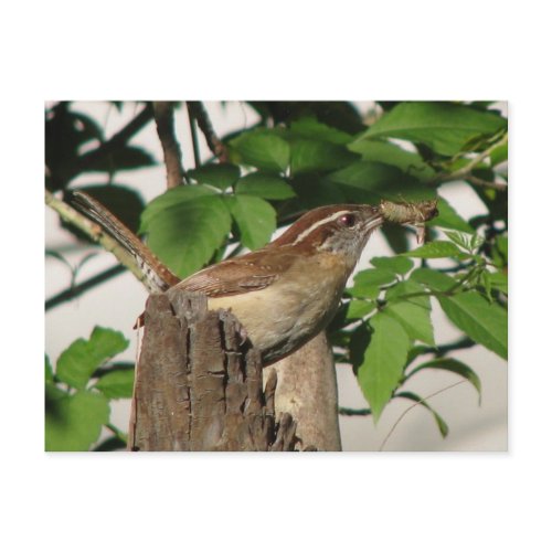 Carolina Wren Postcard postcard