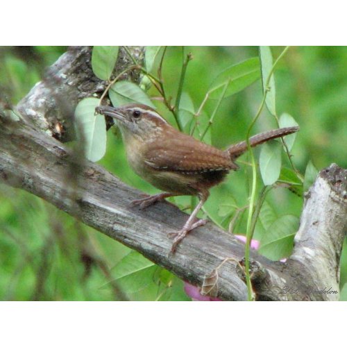 Carolina Wren Poster print