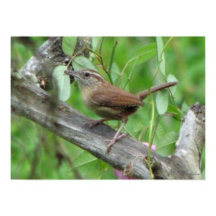Carolina Wren Poster print