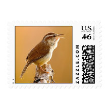Carolina Wren Singing in the Morning Postage Stamp