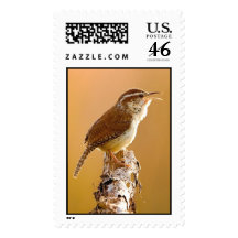 Carolina Wren Singing in the Morning Stamp