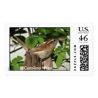 Carolina Wren with Food Postage by naturegirl7