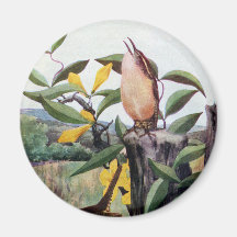 Carolina Wrens and Yellow Jessamine Fridge Magnet