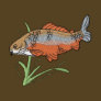Carp