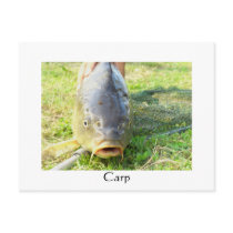 Carp - Karpfen - Ponty postcards