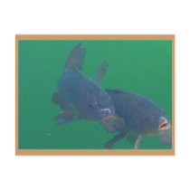 carp postcards