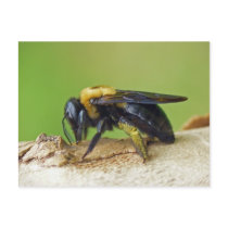 Carpenter Bee.
